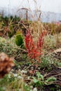 Red barberry shrub grow among evergreen arborvitaes and ornamental grasses. Landscaping of autumn garden. Royalty Free Stock Photo