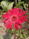 Red Barberton daisy Royalty Free Stock Photo