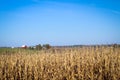 Red barn across a cornfield at harvest time Royalty Free Stock Photo