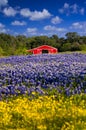 Red Barn in the Bluebonnet Field Royalty Free Stock Photo