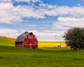 Red Barn and Canola Field in Palouse, WA Royalty Free Stock Photo