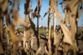 Red barn through dried cornstalks Royalty Free Stock Photo