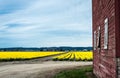 Red barn, field of yellow daffodils and a blue sky. Royalty Free Stock Photo