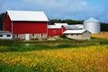 Red Barn with Golden Soybeans