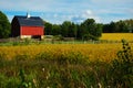 Red Barn with Golden Soybeans