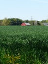 Red barn and green cornfield, Ontario, Canada