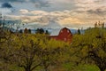 Red Barn at Pear Orchard in Hood River OR USA