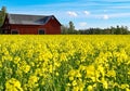 Red barn near rapeseed field in Sweden Royalty Free Stock Photo