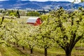 Red Barn in Oregon Pear Orchards Royalty Free Stock Photo