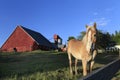 Palomino Horse with Red Barn in Background Royalty Free Stock Photo