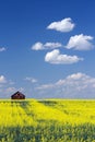 Red Barn Prairie Canola Field