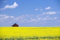 Red Barn Prairie Canola Field Royalty Free Stock Photo