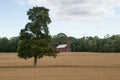 A red barn sitting in a field of oats. Royalty Free Stock Photo