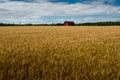 Red Barn In Wheat Field Blue Sky and Clouds Royalty Free Stock Photo