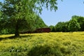 Red barn with yellow flowers, trees and a blue sky Royalty Free Stock Photo