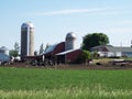 Red barns and cows on dairy farm