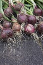 Red Baron Onions