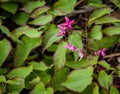 Red Barrenwort plant with flowers Royalty Free Stock Photo