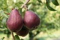 Red Bartlett pears on the tree