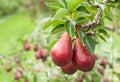 Red Bartlett Pears up close in an Orchard