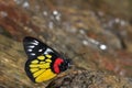 Red-base jezebel butterfly Royalty Free Stock Photo