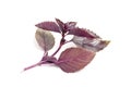 Red Basil Royalty Free Stock Photo