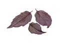 Red basil herb leaves isolated on white Royalty Free Stock Photo