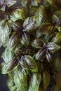 Red basil kitchen garden plant leaves closeup Royalty Free Stock Photo