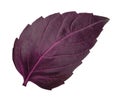 Red basil leaf isolated without shadow Royalty Free Stock Photo
