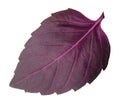 Red basil leaf isolated without shadow Royalty Free Stock Photo