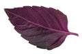 Red basil leaf isolated without shadow Royalty Free Stock Photo