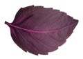 Red basil leaf isolated without shadow Royalty Free Stock Photo