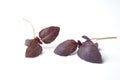 Red Basil Leaves, Acimum Basilicum Royalty Free Stock Photo