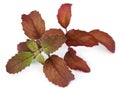 Red basil leaves Royalty Free Stock Photo