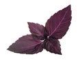 Red basil leaves isolated without shadow Royalty Free Stock Photo