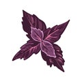 Red basil leaves realistic vector illustration. Basilicum, culinary herb. Royalty Free Stock Photo