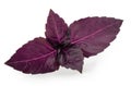 Red basil leaves Royalty Free Stock Photo