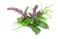 Red Basil and Santolina Royalty Free Stock Photo