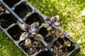 red basil seedlings in pots ready for planting Royalty Free Stock Photo