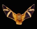 Red bat isolated on black, fire bat with wings Kerivoula picta close up macro, taxidermy,