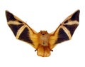Red bat isolated on white, fire bat with wings Kerivoula picta close up macro, taxidermy, horror