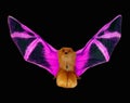 Red bat with purple wings isolated on black, fire fantastic halloween element close up macro, Royalty Free Stock Photo