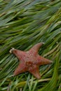 Red Bat star in eelgrass. Asterina miniata Royalty Free Stock Photo