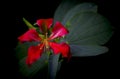 Red Bauhinia Flower