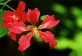 Red Bauhinia Flowers Royalty Free Stock Photo