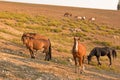 Red Bay Dun Stallion with herd of wild horses at waterhole in the Pryor Mountains Wild Horse Range in Montana USA Royalty Free Stock Photo