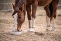 Red bay horse eating her feed out of a rubber pan in pasture Royalty Free Stock Photo