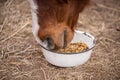 Red bay horse eating her feed out of a rubber pan in pasture Royalty Free Stock Photo