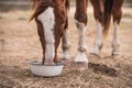 Red bay horse eating her feed out of a rubber pan in pasture Royalty Free Stock Photo