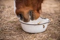 Red bay horse eating her feed out of a rubber pan in pasture Royalty Free Stock Photo